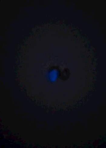 Karanlıkta Parlayan Yengeç Sallantılı Charm - Görsel 4