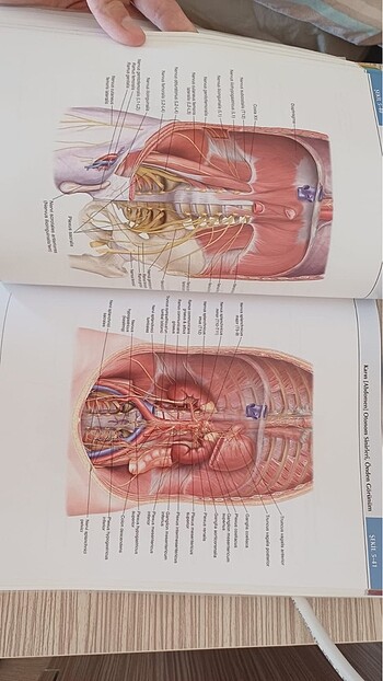  Beden Renk anatomi atlası lippincott