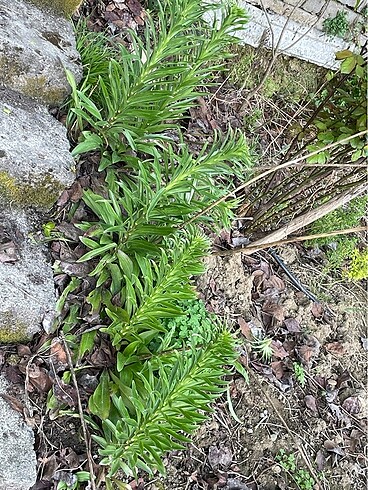 Lilyum zambak - Görsel 2