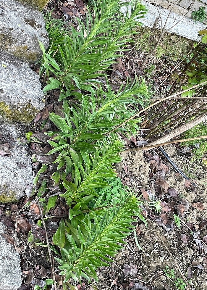 Lilyum zambak - Görsel 2