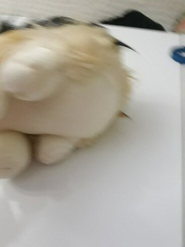 Beden Renk Peluş kedi