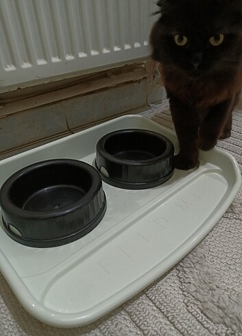 Kedi mama ve su kabı  - Görsel 3