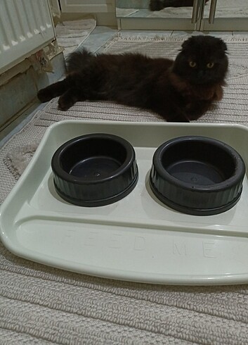 Kedi mama ve su kabı  - Görsel 2