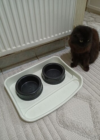 Kedi mama ve su kabı  - Görsel 4