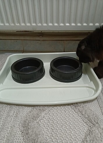 Kedi mama ve su kabı  - Görsel 6