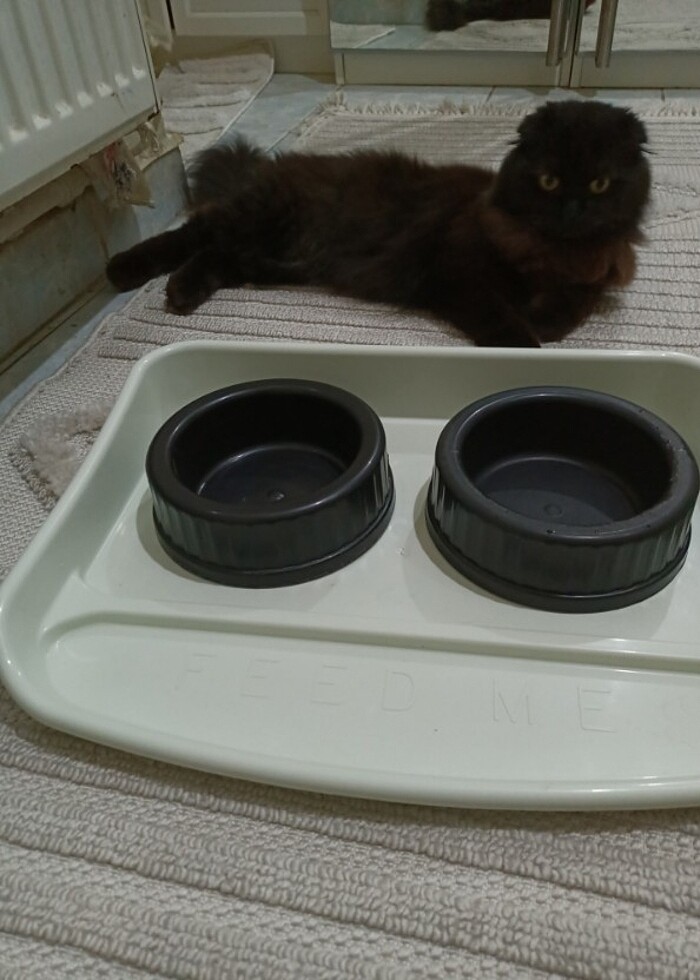 Kedi mama ve su kabı  - Görsel 2