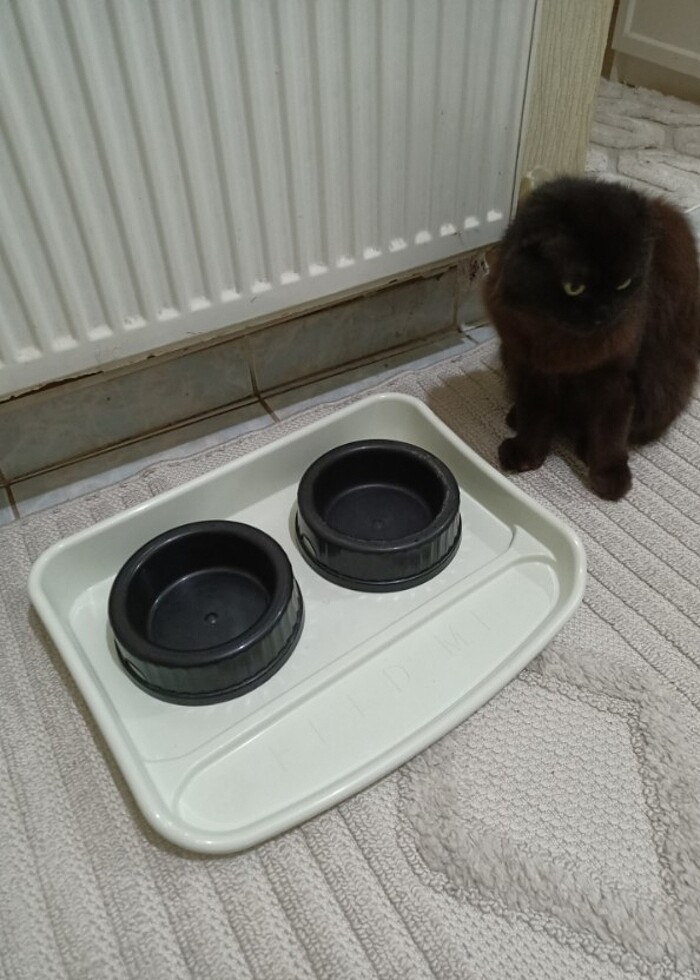 Kedi mama ve su kabı  - Görsel 4