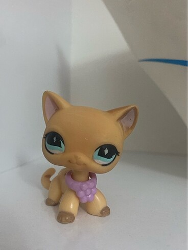  Beden Short hair cat miniş orjinaldir