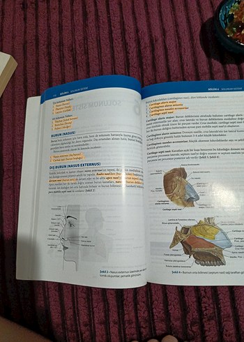 Sağlık Bilimlerine Yönelik Anatomi Kitabı - Görsel 2