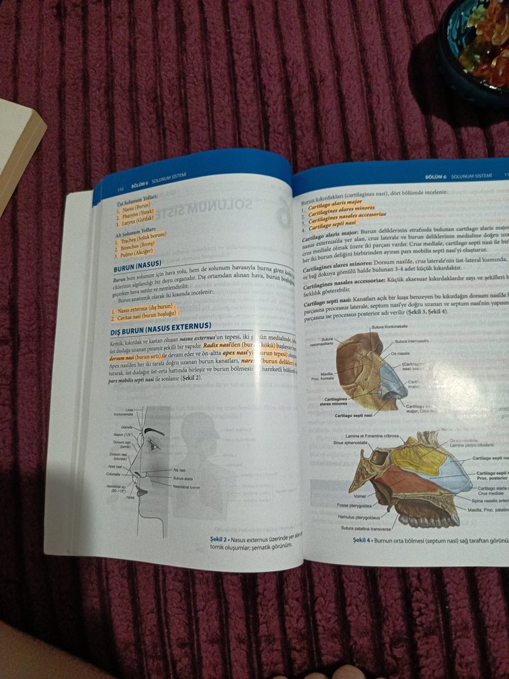Sağlık Bilimlerine Yönelik Anatomi Kitabı - Görsel 2