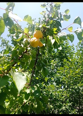 xs Beden turuncu Renk Kurutulmuş Kayısı