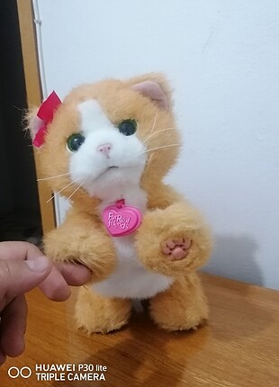 Miyavlayan kedi 