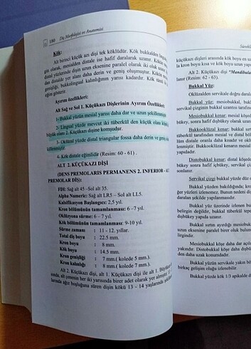  Diş morfolojisi ve anatomisi