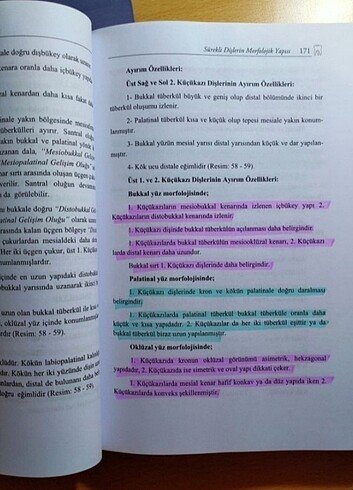  Beden Renk Diş morfolojisi ve anatomisi