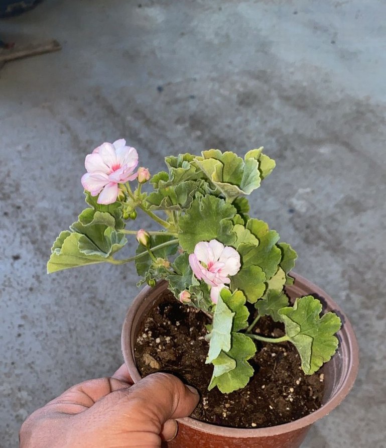 Ebruli sardunya - Görsel 2