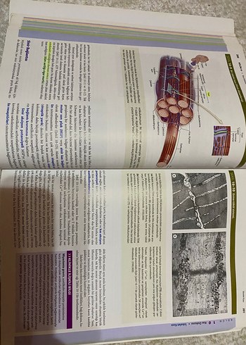 Beden Renk Junqueira Temel Histoloji Konu ve Atlas Kitabı
