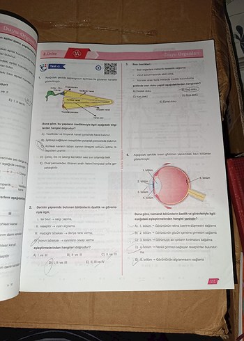 11. Sınıf Biyoloji Aktif Öğrenim Seti - Görsel 7