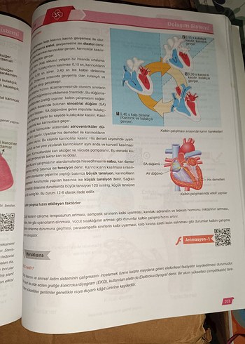 11. Sınıf Biyoloji Aktif Öğrenim Seti - Görsel 3
