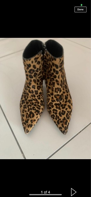 Zara leopar