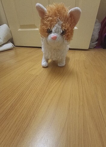 Kedi