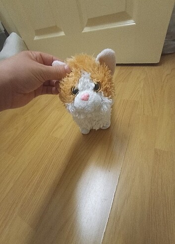 Beden Kedi
