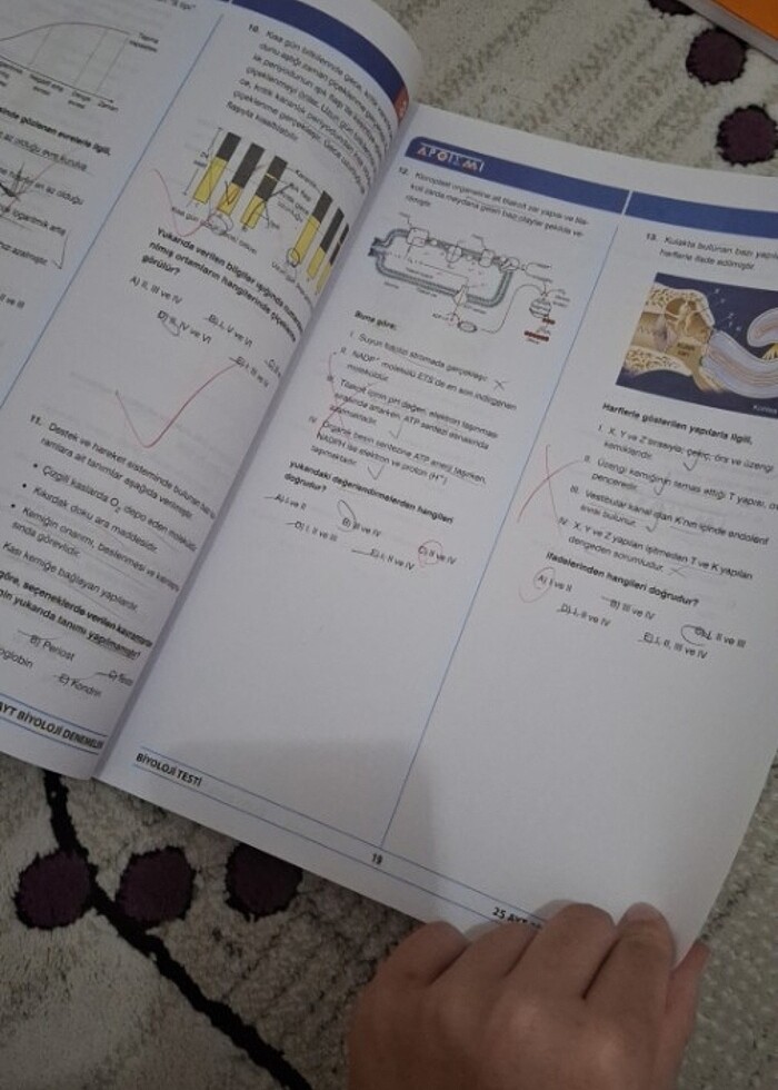 Apotemi ayt biyoloji 25 li deneme  - Görsel 3
