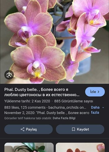 Pastel Phal. Dusty Belle Orkide yoğun kokulu