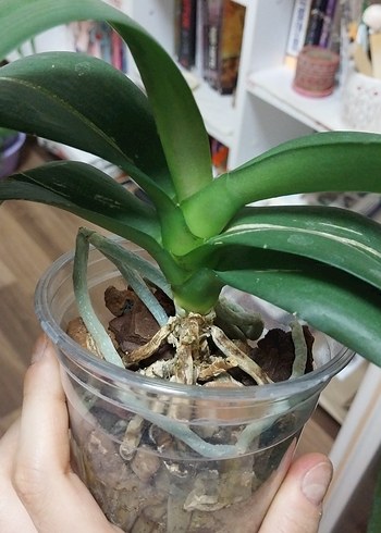 orkide çiçek 9 pot - Görsel 4