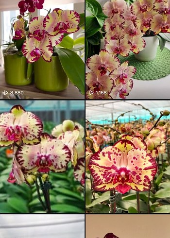 orkide çiçek 9 pot - Görsel 6