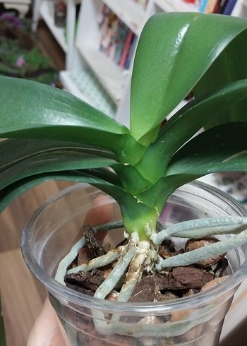 orkide çiçek 9 pot - Görsel 5