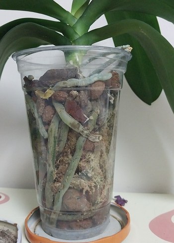 orkide çiçek 9 pot - Görsel 3