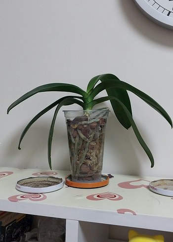 orkide çiçek 9 pot - Görsel 2