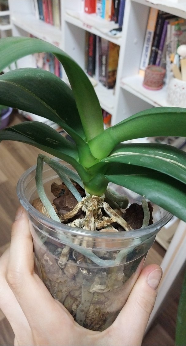 orkide çiçek 9 pot - Görsel 4