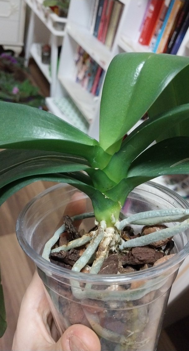 orkide çiçek 9 pot - Görsel 5