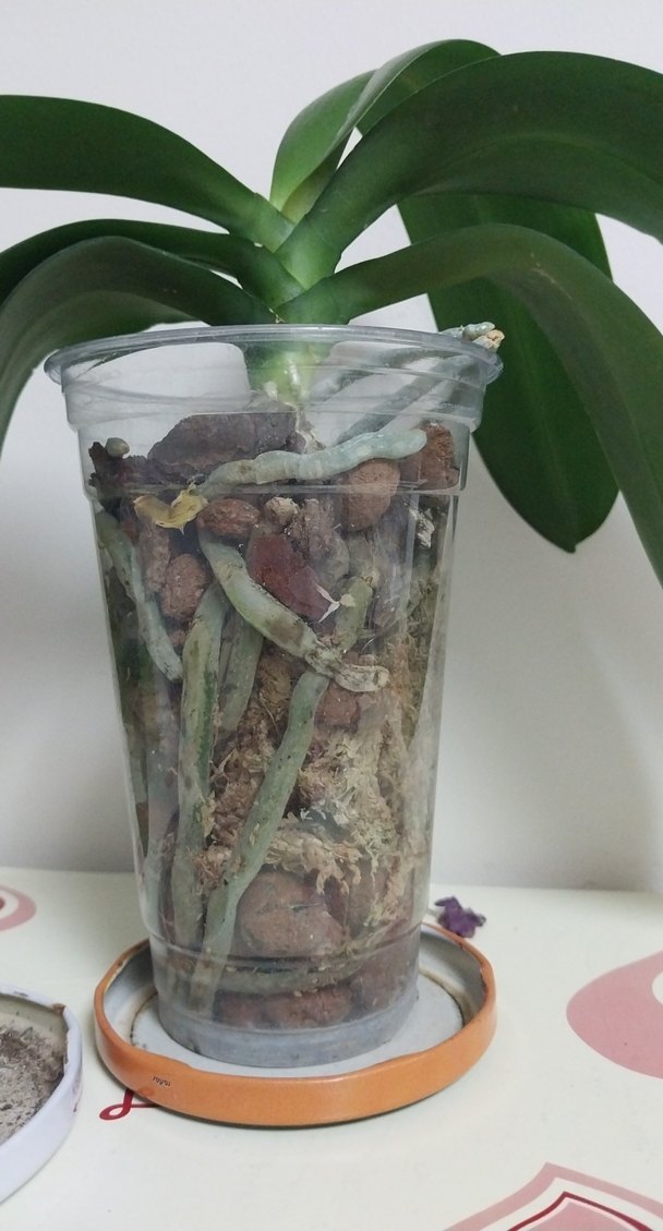 orkide çiçek 9 pot - Görsel 3