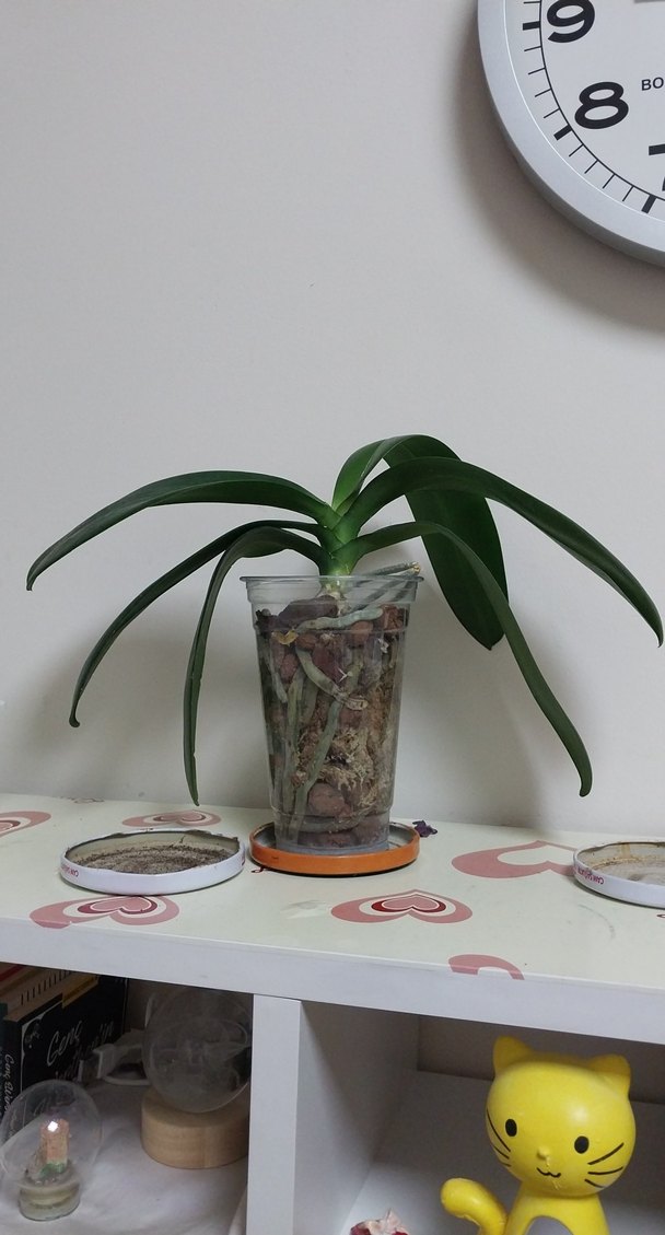 orkide çiçek 9 pot - Görsel 2