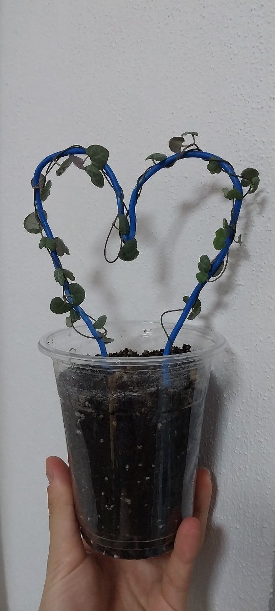 kalp kalbe sukulent - Görsel 2