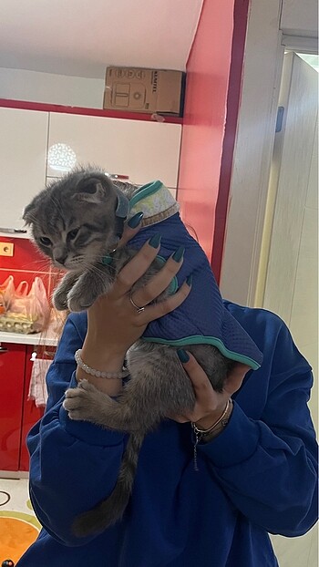 Kedi kıyafeti - Görsel 3