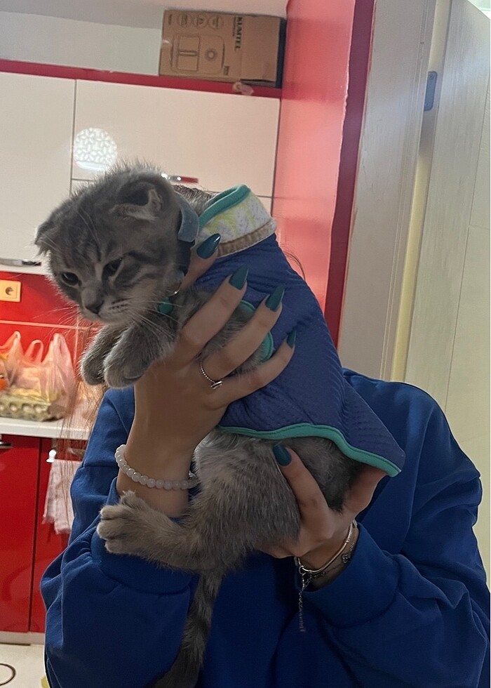 Kedi kıyafeti - Görsel 3