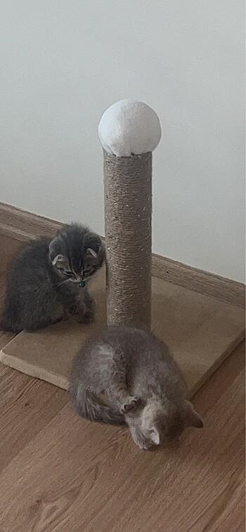 Kedi tırmalama tahtası