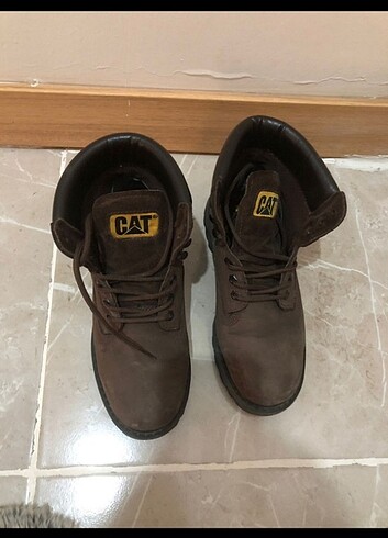 Cat 41
