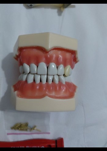 Diş Modeli Eğitim Kiti - Görsel 2