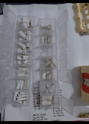 Diş Modeli Eğitim Kiti - Görsel 3