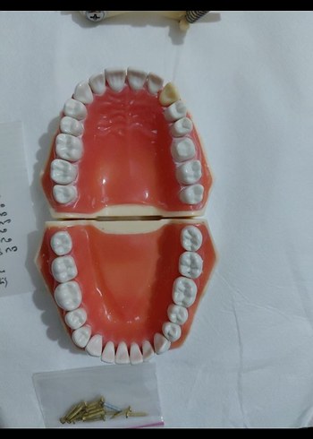 Diş Modeli Eğitim Kiti - Görsel 4