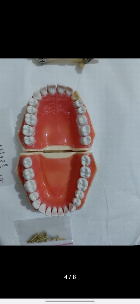 Diş Modeli Eğitim Kiti - Görsel 4