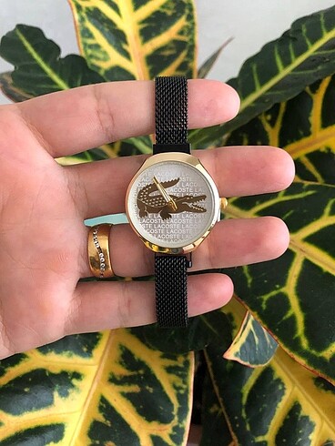 lacoste saat