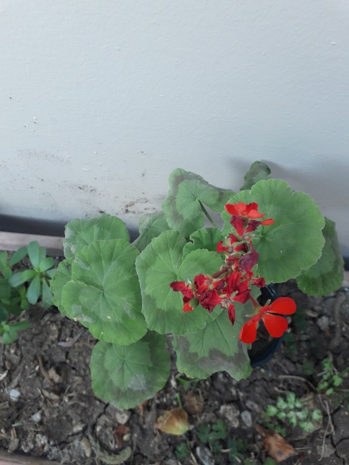 Kırmızı Çiçekli Saksı Bitkisi - Görsel 2