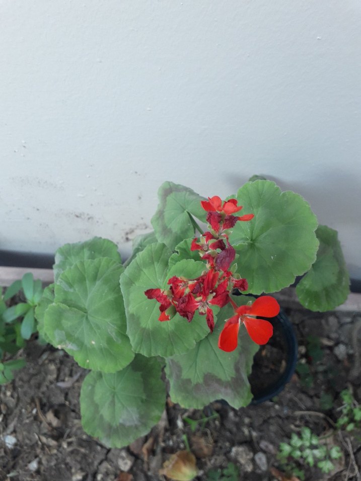 Kırmızı Çiçekli Saksı Bitkisi - Görsel 3