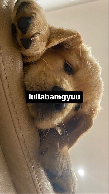 lullabamgyuu