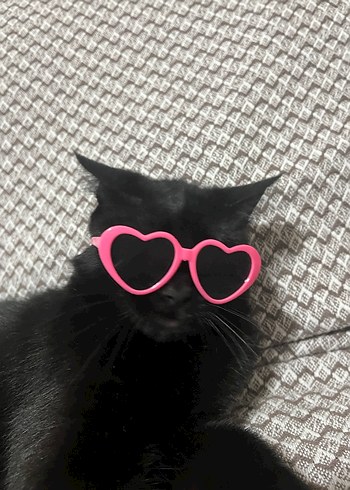 kedi köpek gözlük